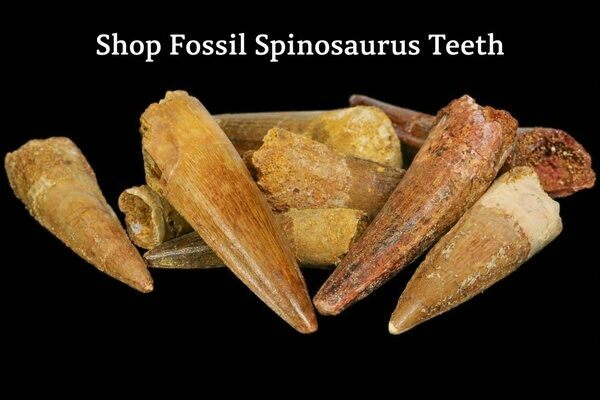 Fossil Spinosaurus Teeth For Sale